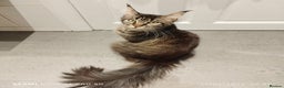 Maine Coon cats for sale: Maine coon kittens for sale - Advert 7