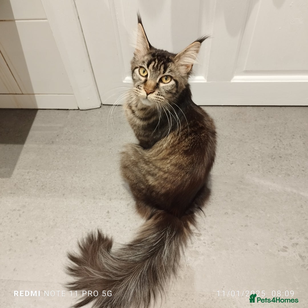 Maine Coon cats for sale: Maine coon kittens for sale - Advert 7