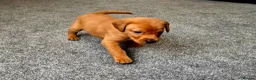 Labrador Retriever dogs for sale: Stunning dark red puppies  - Advert 14