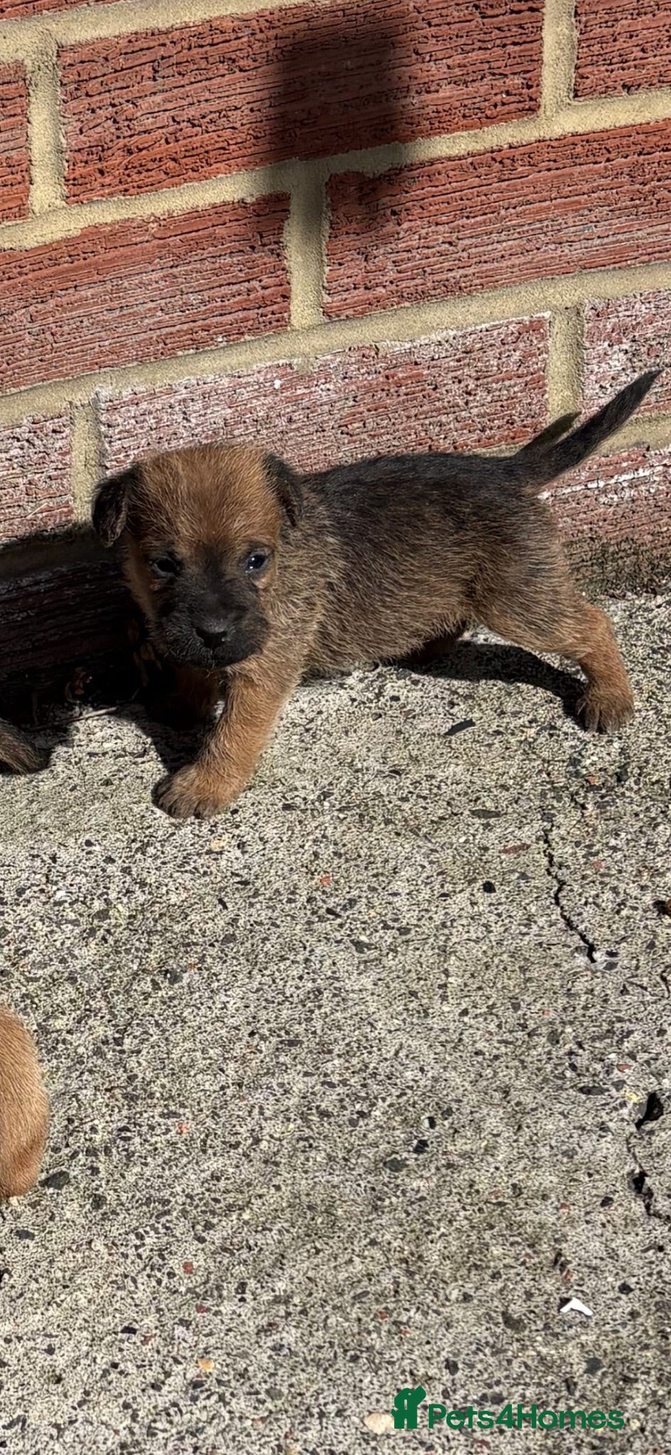 Lakeland Terrier dogs Lakeland terriers  - Advert 5