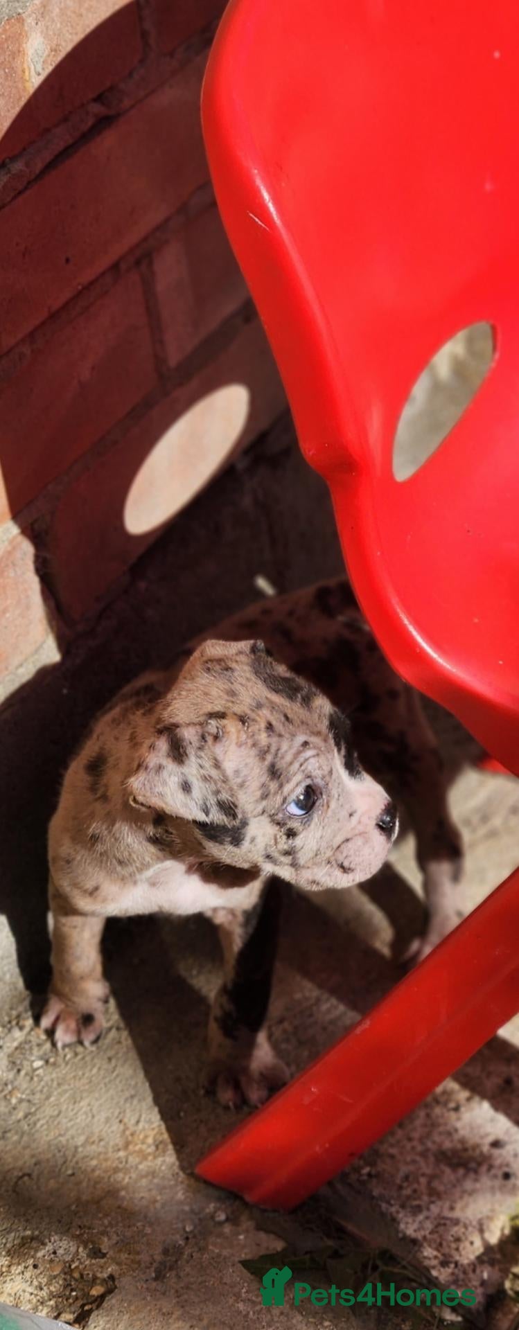 Cane Corso dogs stunning merle cane corso  - Advert 14
