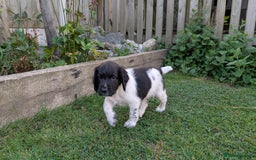 English Springer Spaniel dogs for sale: Lovely chunky B&W springer spaniel dog pups - Image 1