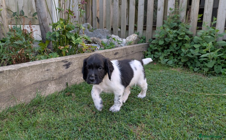 English Springer Spaniel dogs - Advert 2