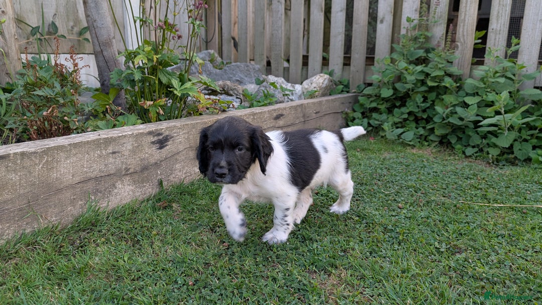 English Springer Spaniel dogs for sale: Lovely chunky B&W springer spaniel dog pups - Image 1
