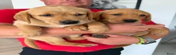 Goldador dogs for sale: Goldador puppies  - Advert 13