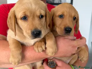 Goldador dogs Goldador puppies - Advert 3