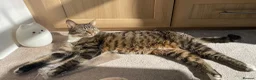 Domestic Shorthair cats for sale: Loving calm Tabby cat - Advert 5