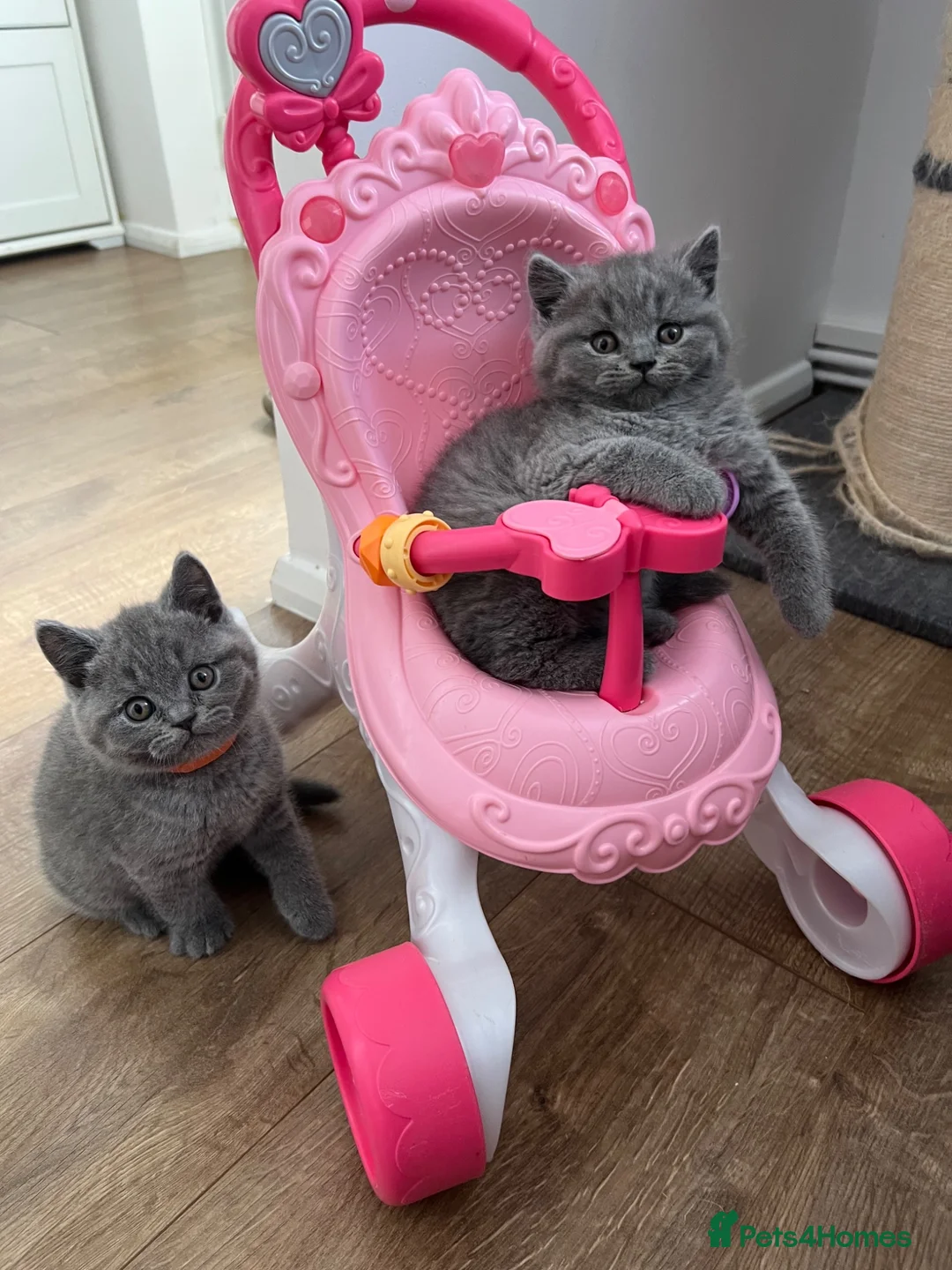 British Shorthair cats for sale: 👑 Championline GCCF registered BSH kittens 👑 - Advert 2
