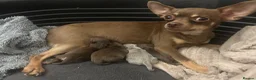 Chihuahua dogs for sale: 4 stunning chihuahua puppies  - Advert 7