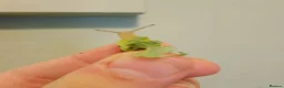 Snails invertebrates for sale: Precious little snails for sale  - Advert 7