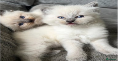 Ragdoll cats - Advert 8