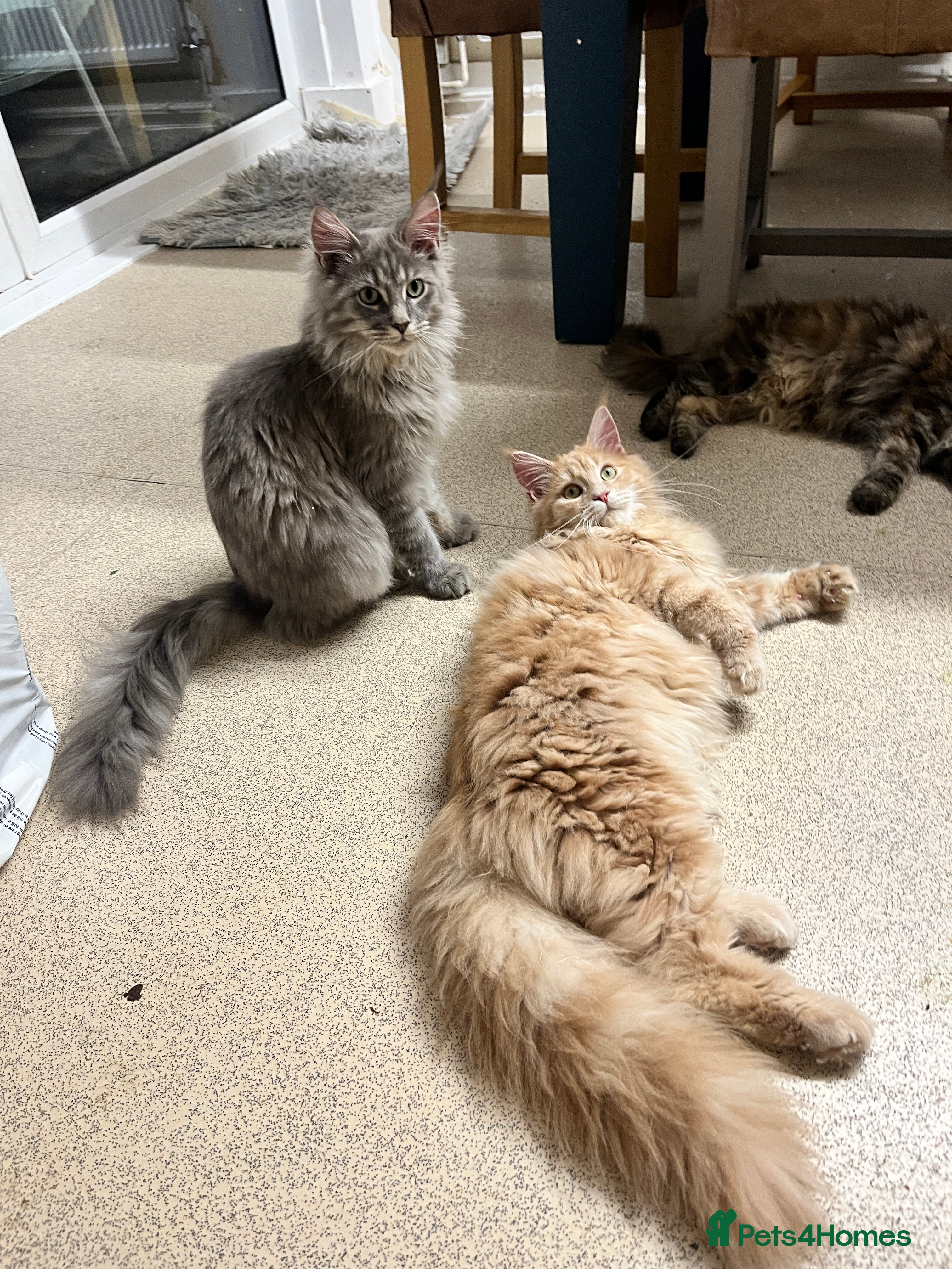 Maine Coon cats 2 boys (PET ONLY) - Advert 11