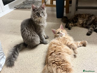 Maine Coon cats 2 boys (PET ONLY) - Advert 1