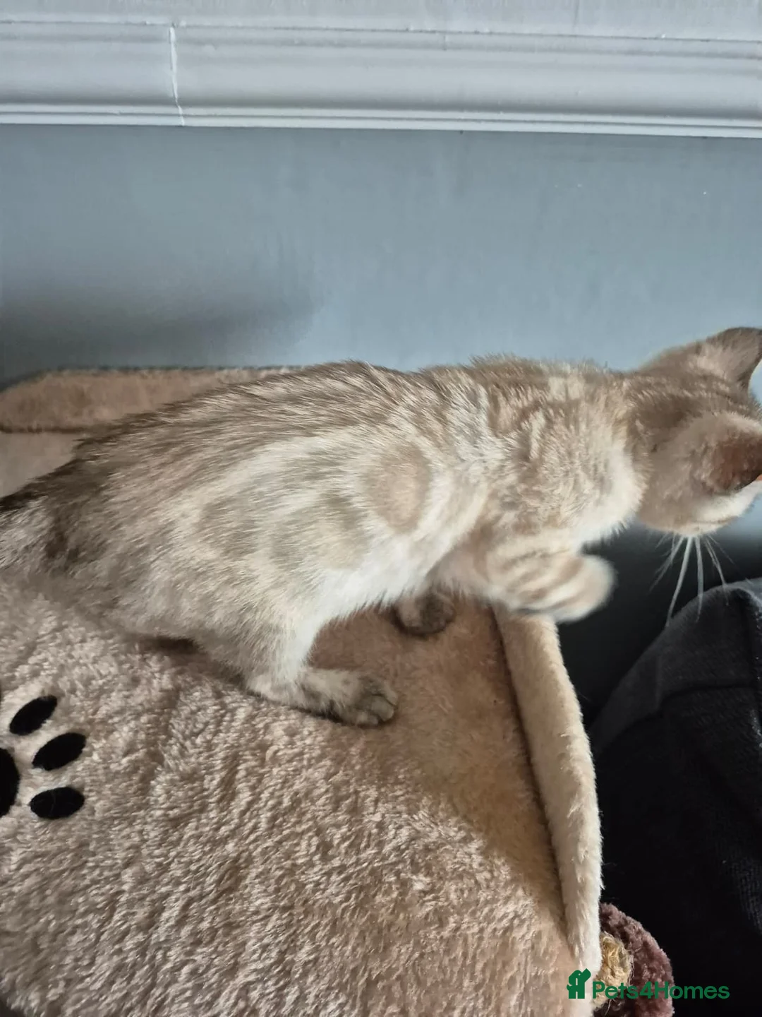 Bengal cats for sale: TICA prestigious Glitterglam SNOW clouded Kitten - Advert 1
