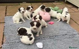 English Springer Spaniel dogs for sale: Oustanding DNA KC working Springer Spaniel pups - Image 1