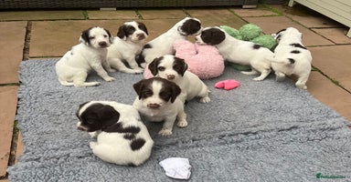English Springer Spaniel dogs - Advert 8