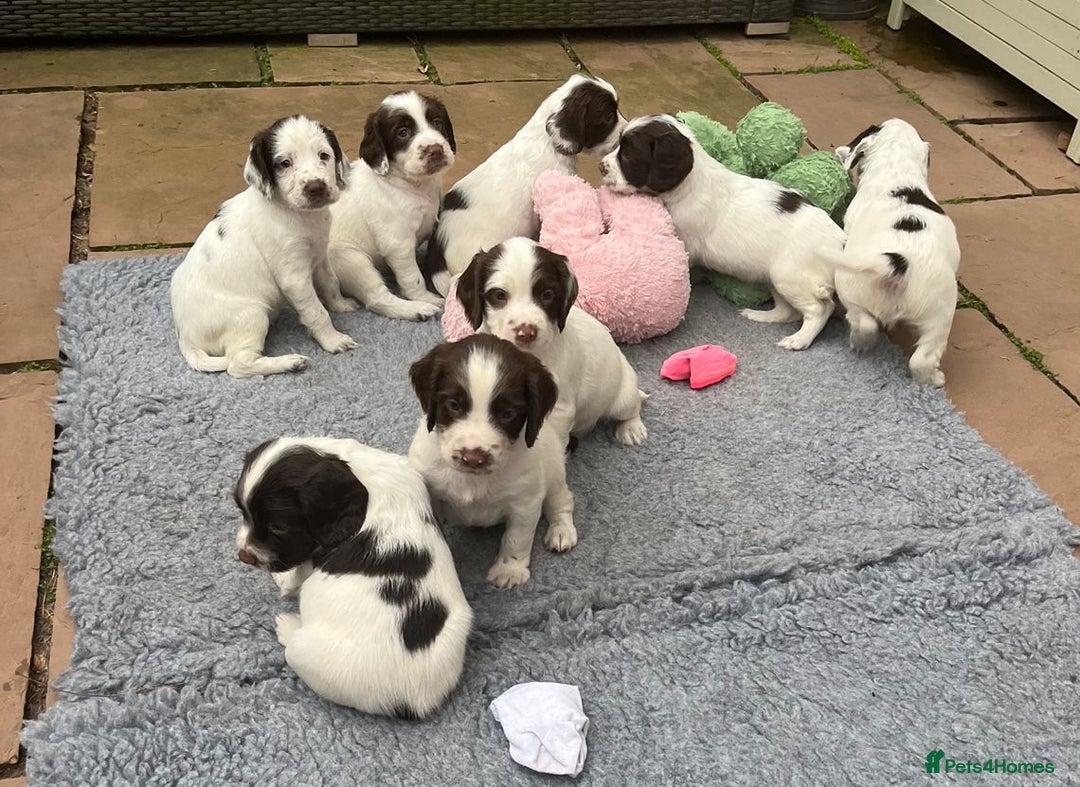 English Springer Spaniel dogs for sale: Oustanding DNA KC working Springer Spaniel pups - Image 1