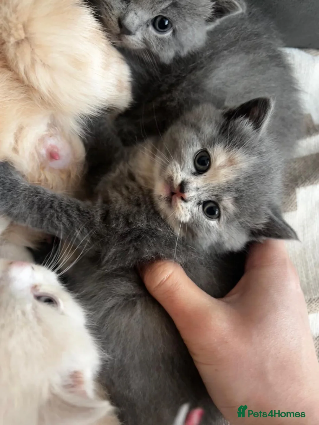 Mixed Breed cats for sale: [Last Girl!] British Short x Mainecoon Hair  - Advert 3