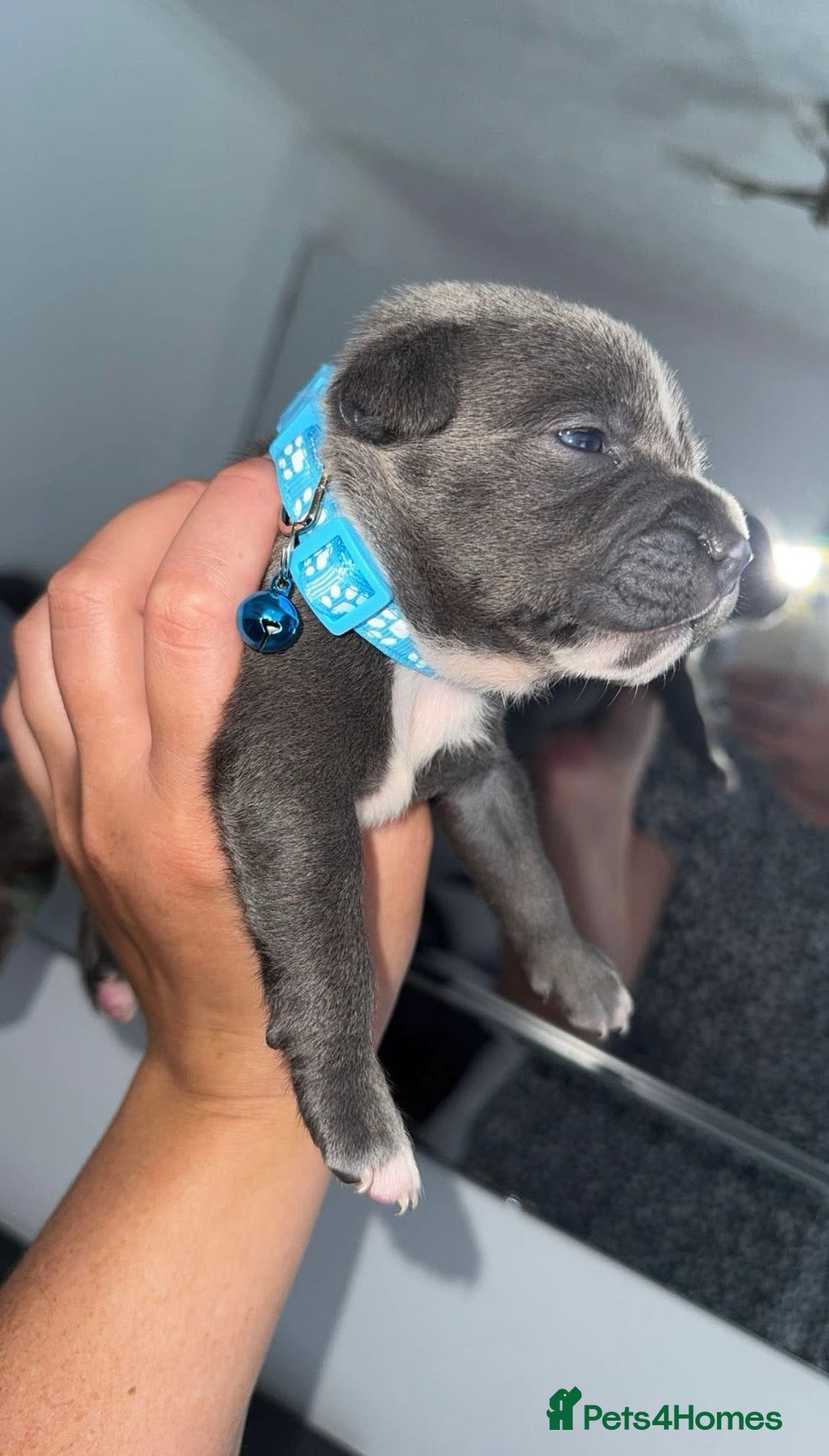 Staffordshire Bull Terrier dogs for sale: Blue staff puppies for sale  - Image 3