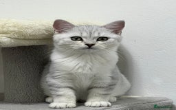 British Shorthair cats for sale: READY NOW ‼️🏆CHAMPIONS Bloodline BSH GCCF. - Image 8