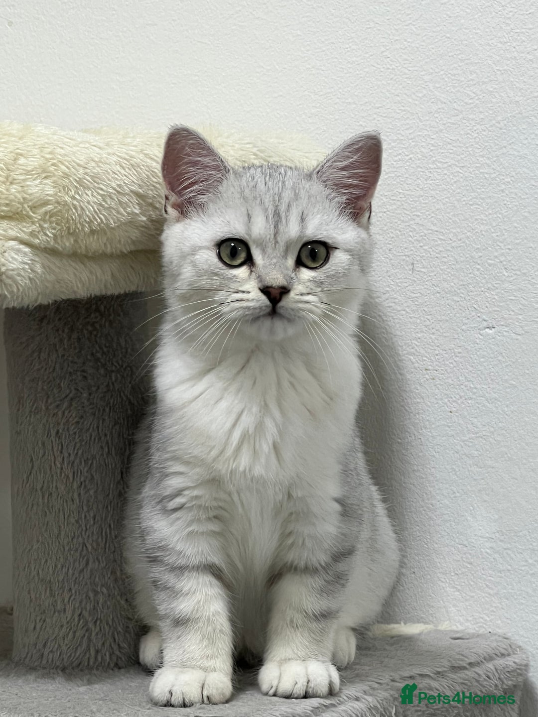 British Shorthair cats for sale: READY NOW ‼️🏆CHAMPIONS Bloodline BSH GCCF. - Image 8
