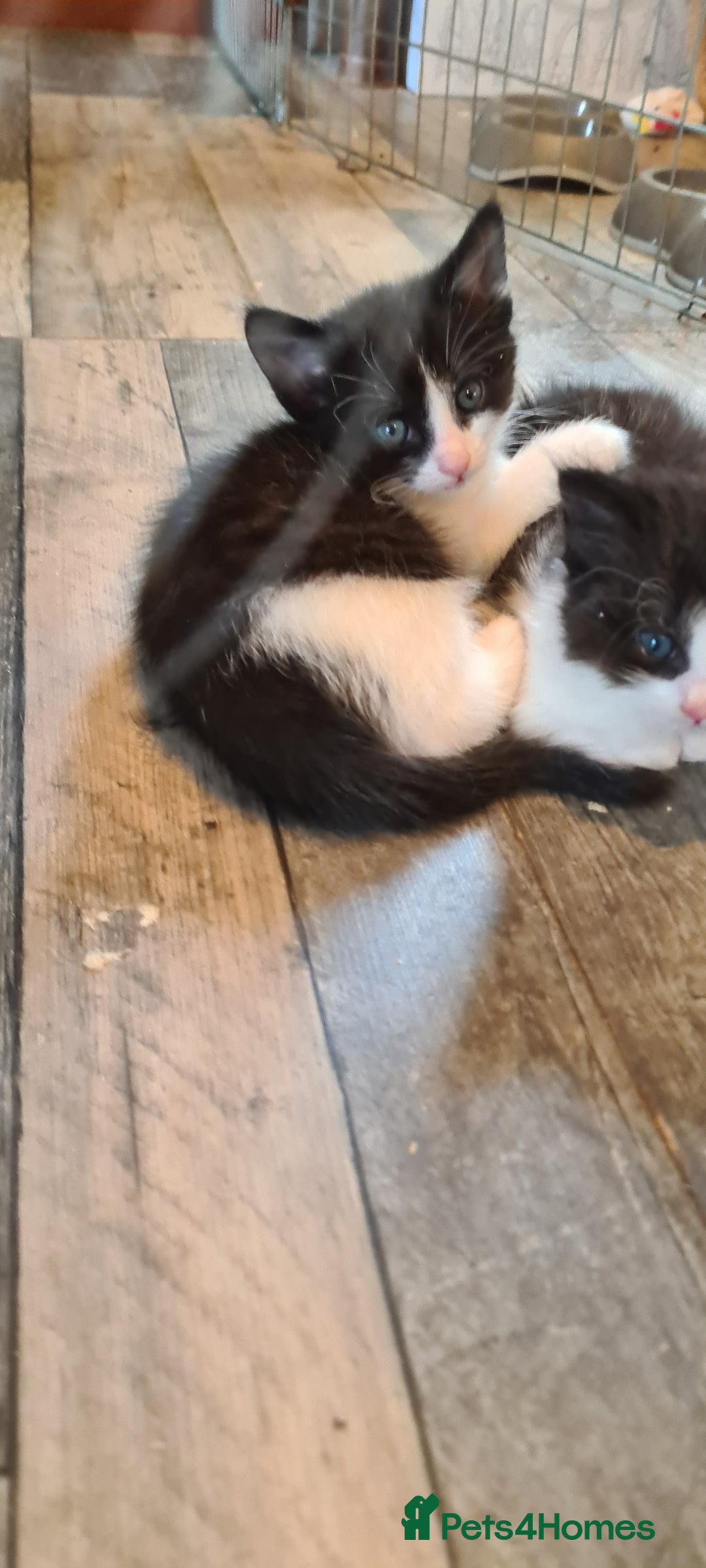 Maine Coon cats for sale: Beautiful Bonded Sisters - Image 28