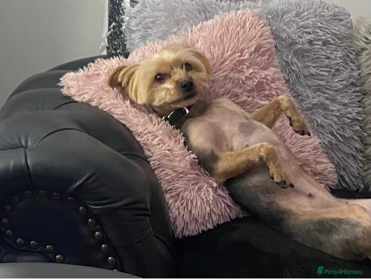 Yorkshire Terrier dogs for sale: Yorkshire Terrier Puppies  - Advert 4