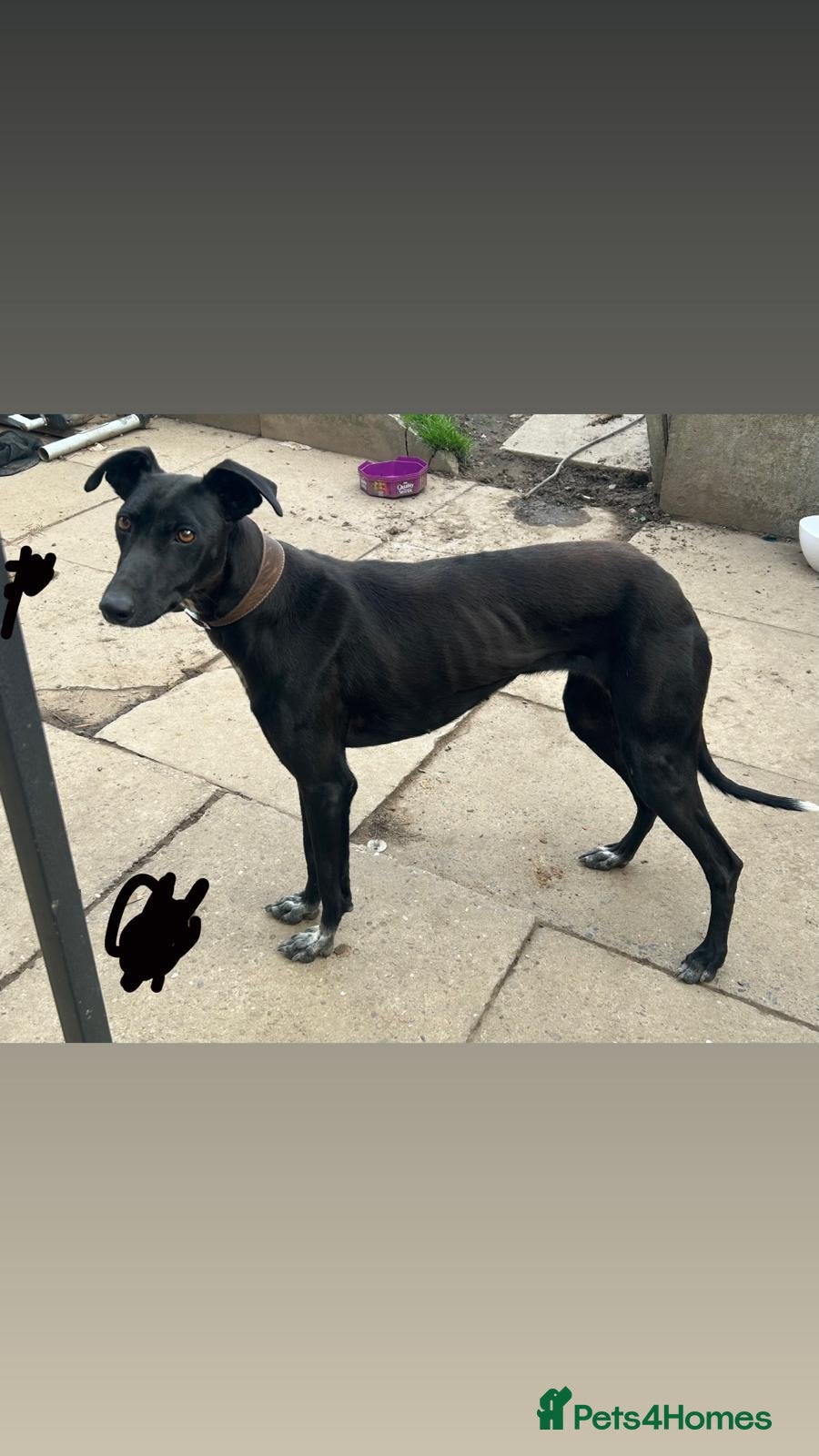 Mixed Breed dogs Black male greyhound - Advert 1
