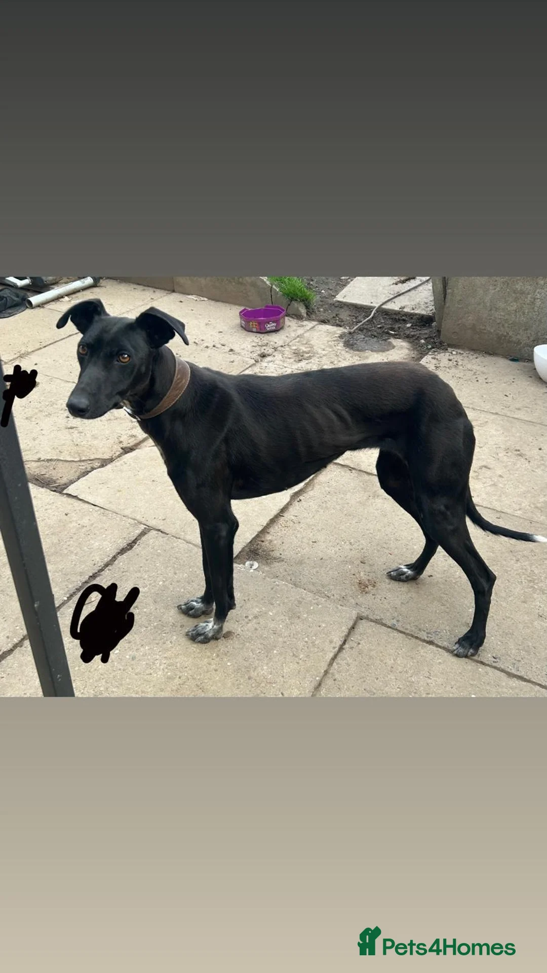 Mixed Breed dogs for sale: Black male greyhound - Advert 1