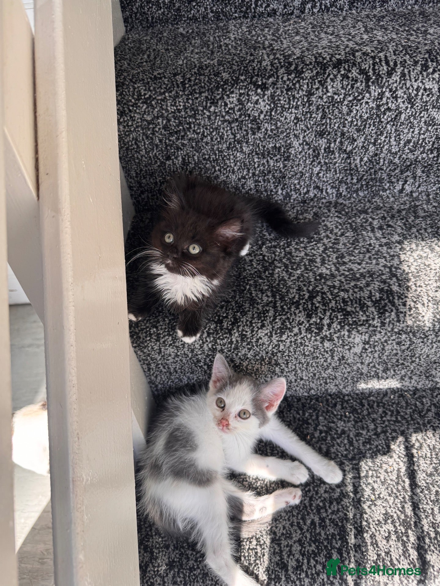 Mixed Breed cats 2 kittens available  - Advert 1