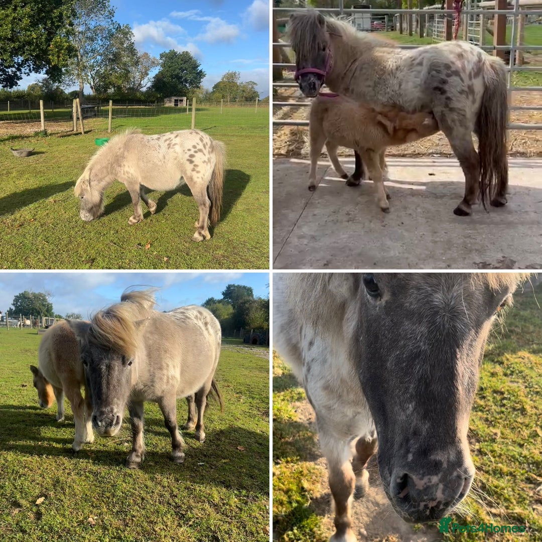 Shetland pony horses for sale: Thea - Dun Leopard Spotted Shetland  - Advert 1