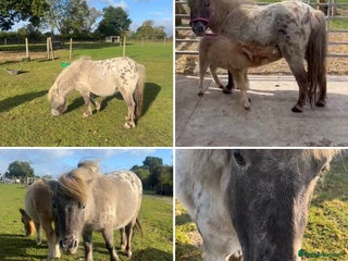 Shetland pony horses for sale: Thea - Dun Leopard Spotted Shetland - Advert 1