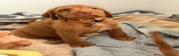 Hungarian Vizsla dogs for sale: Wirehaired Hungarian Vizsla 💕 - Advert 7