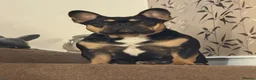 French Bulldog dogs for sale: TOP QUALITY KC REG FRENCH BULLDOG PUPPIES(HEALTHT) - Advert 20