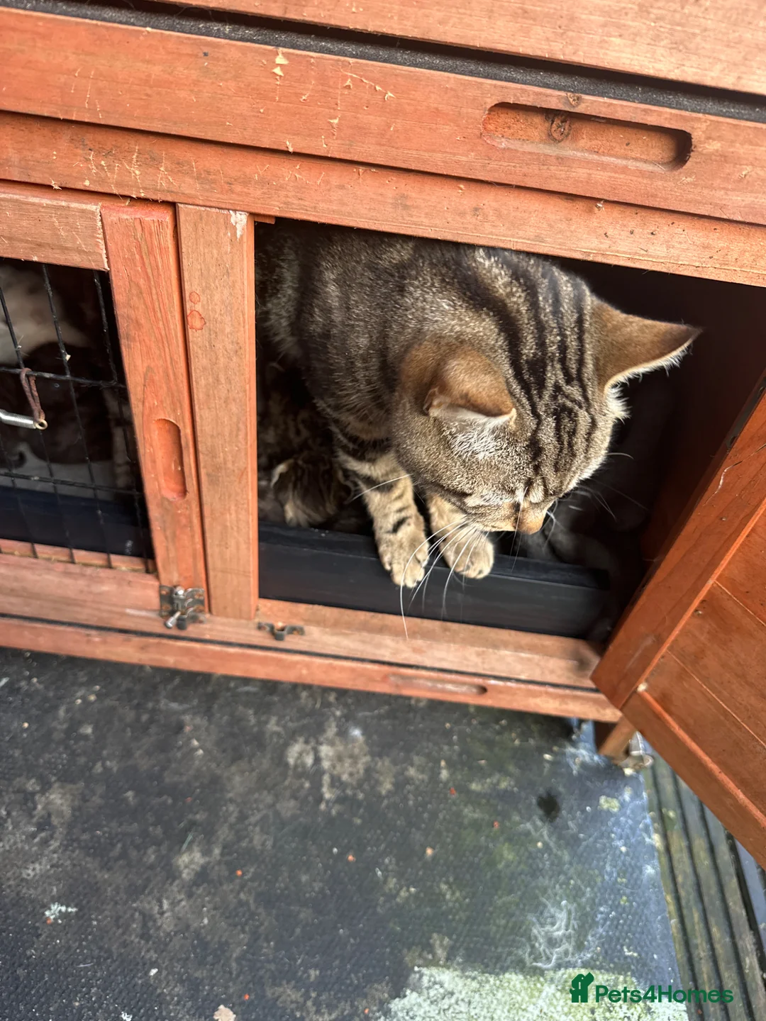 Mixed Breed cats for sale: Adorable bunch of kittens in Watford - Advert 1