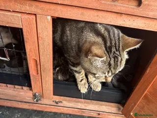 Mixed Breed cats Adorable bunch of kittens - Advert 4