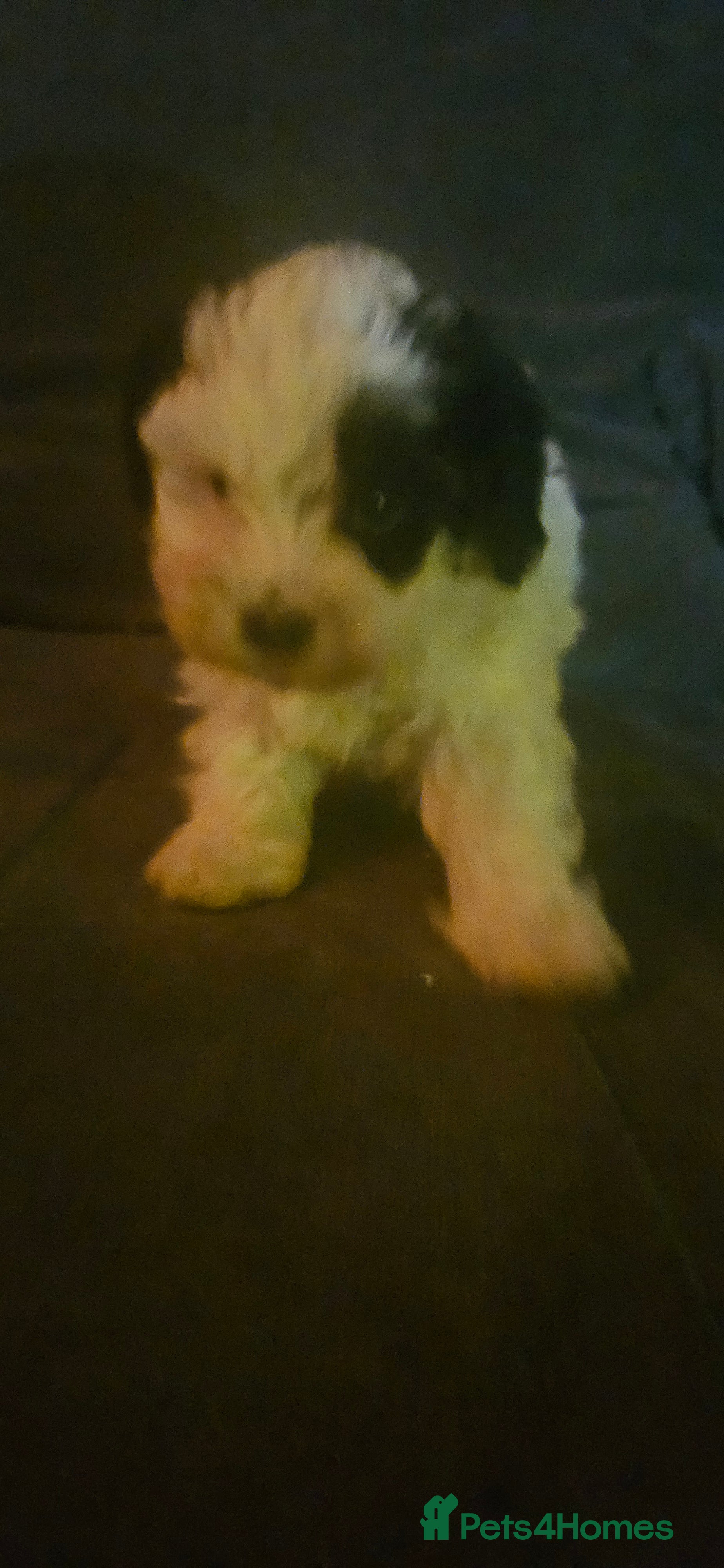 Shihpoo dogs # 1 boy left # stunning f1b shipoo - Advert 2