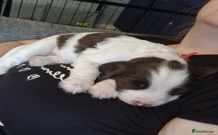 Sprocker dogs - Advert 1