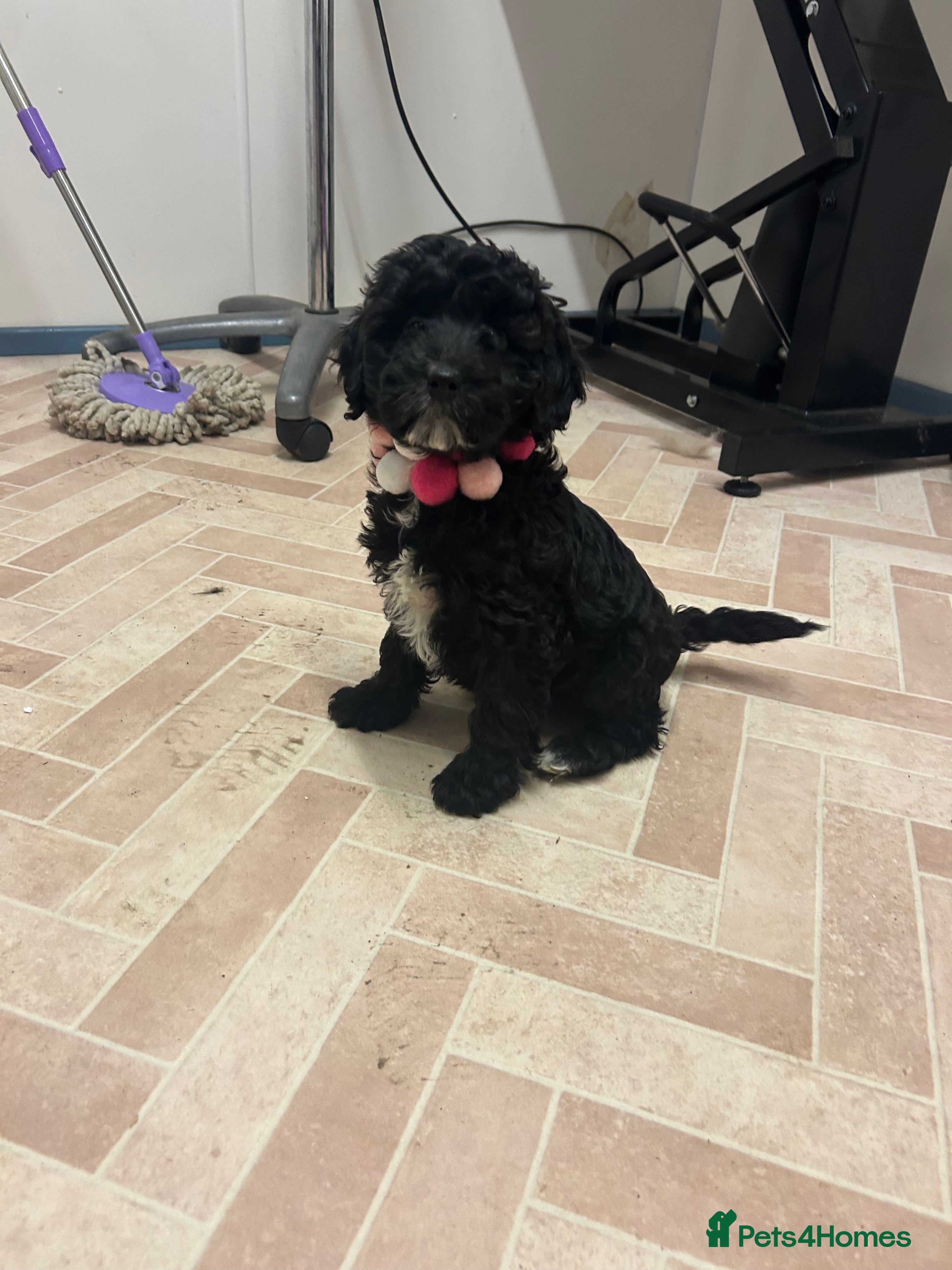 Cockapoo dogs Cockapoo stunning last girl  - Advert 9