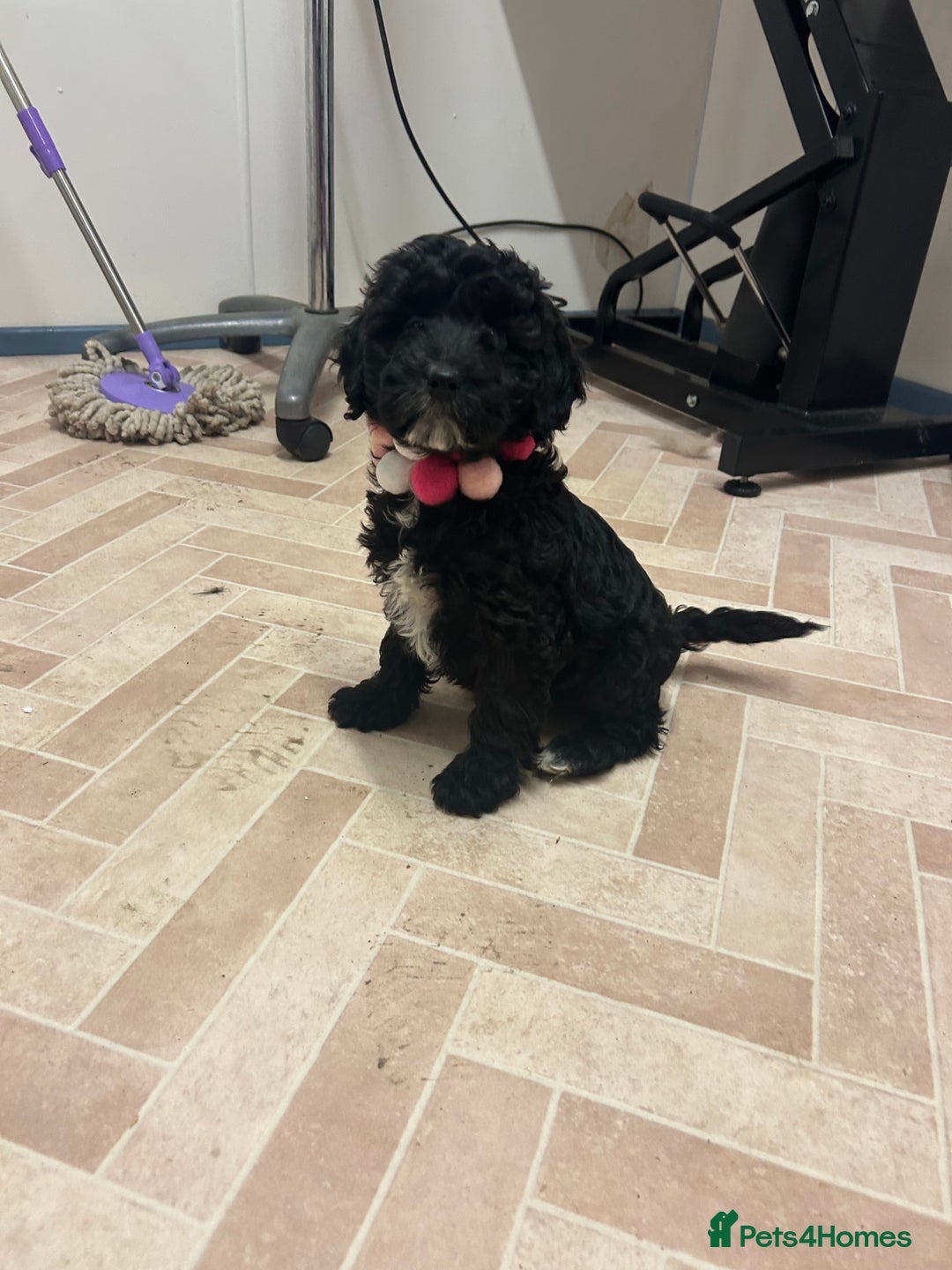 Cockapoo dogs for sale: Cockapoos ready now  - Advert 6