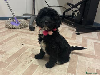 Cockapoo dogs Cockapoo stunning last girl - Advert 11