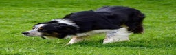 Border Collie dogs for stud: Rough coated , Tri colour Border Collie at Stud.  - Advert 7