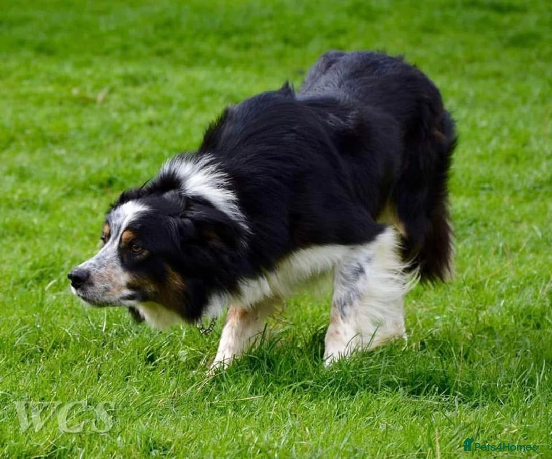 Border Collie dogs for stud: Rough coated , Tri colour Border Collie at Stud.  - Advert 7
