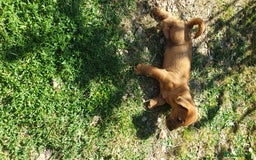 Mixed Breed dogs for sale: Lakeland /Parson bitch puppy - Image 4