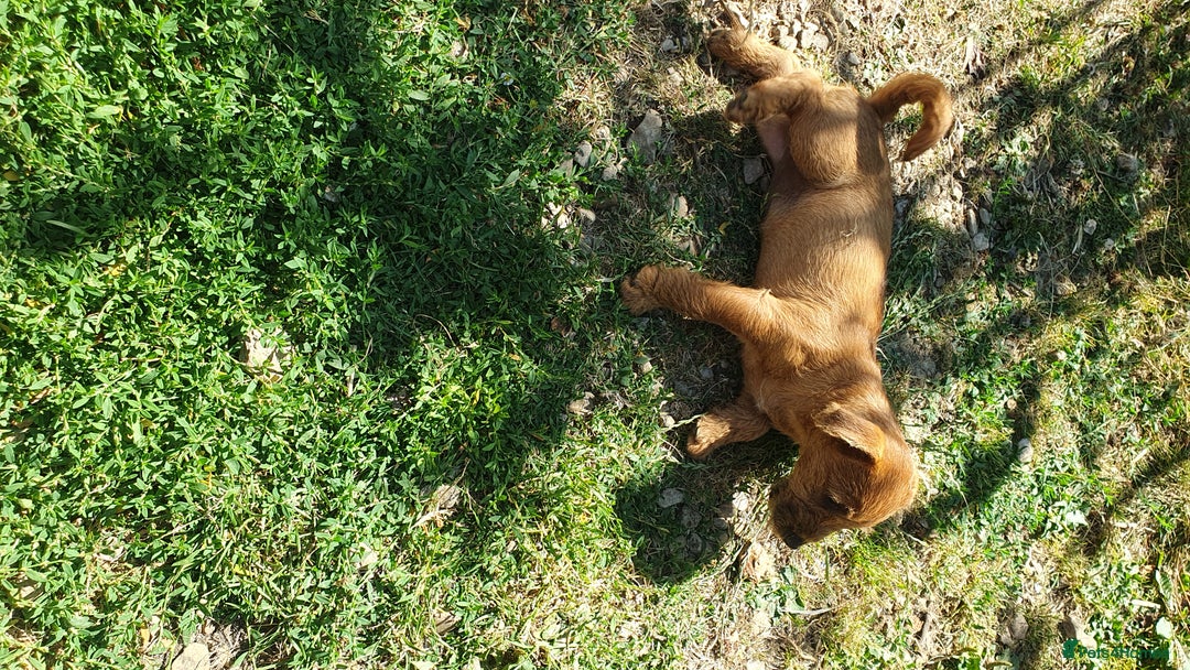 Mixed Breed dogs for sale: Lakeland /Parson bitch puppy - Image 4