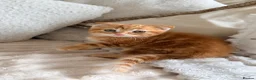 Scottish Fold cats for sale: Scottish fold, bengal x - Advert 4