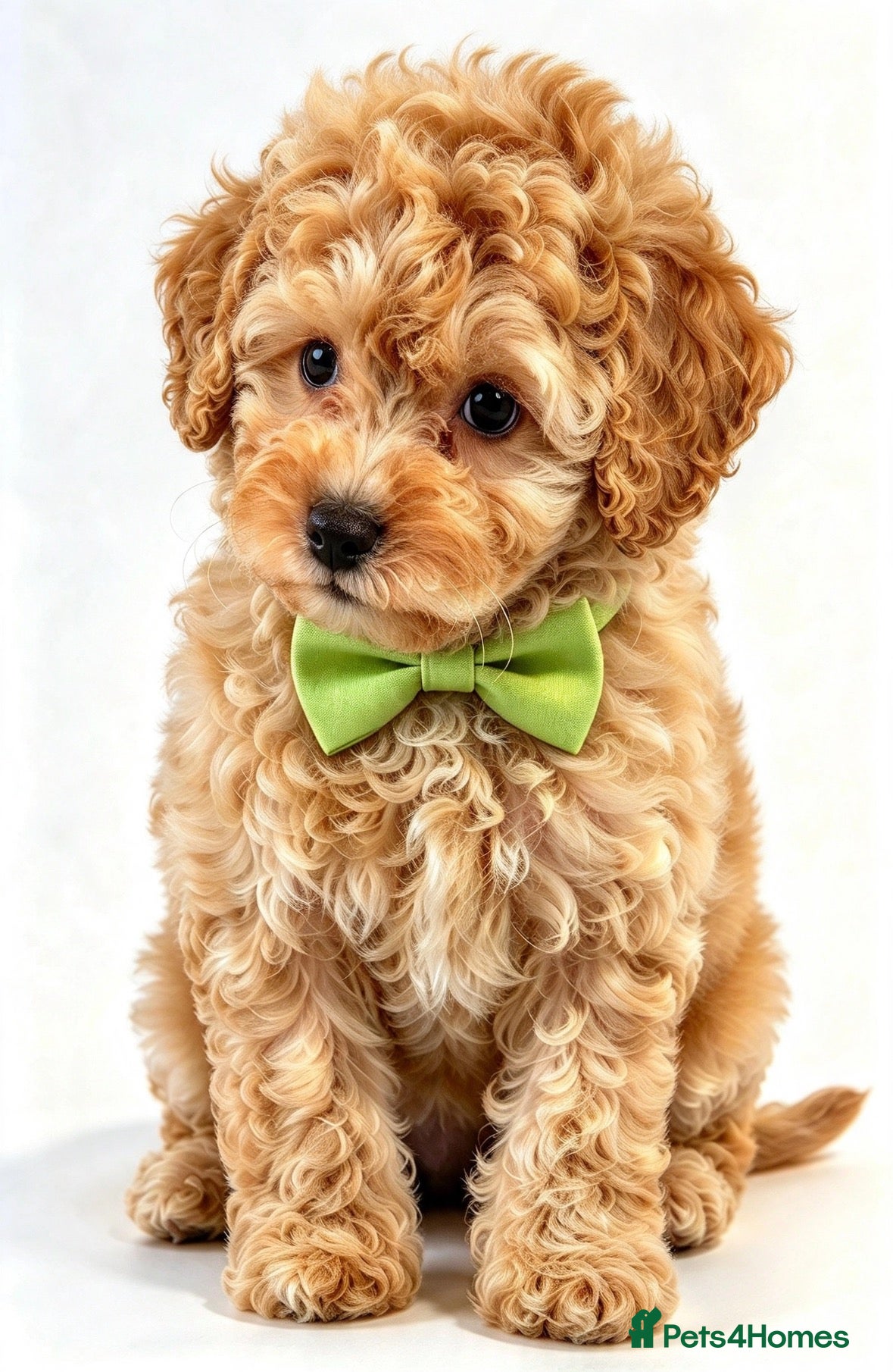 Toy Poodle dogs for sale:  Beautiful Toy Poodle Puppies  - Advert 1