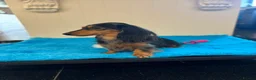 Miniature Dachshund dogs for sale: Beautiful babies ready now !  - Advert 9