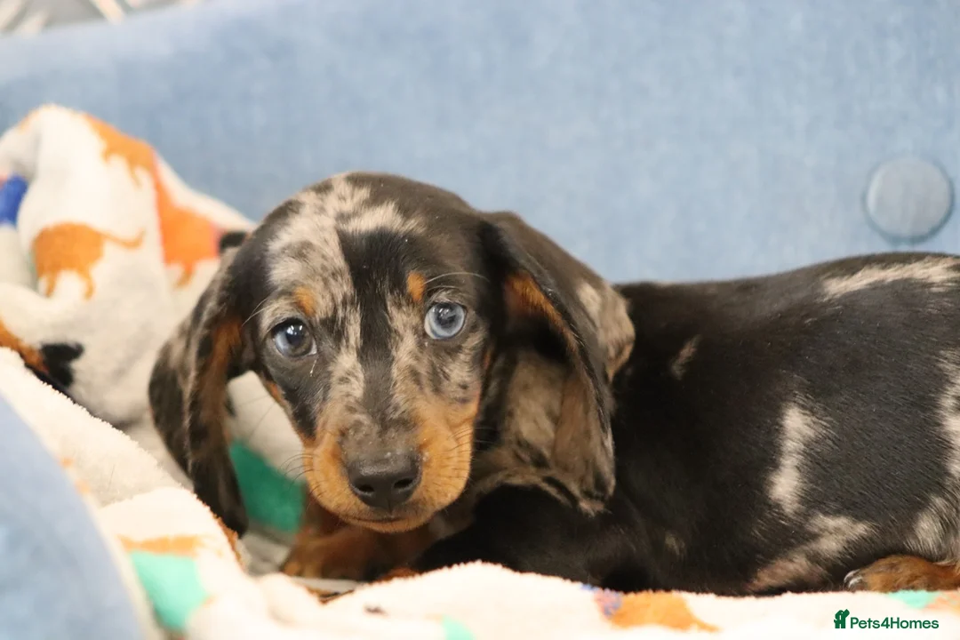 Miniature Dachshund dogs for sale: Beautiful Miniature Dachshund puppies for sale - Advert 37