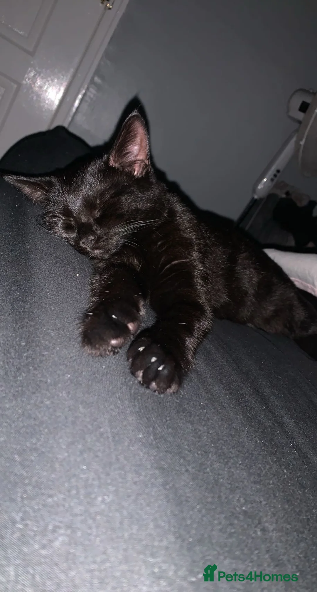 Mixed Breed cats for sale: Female cat in Maryport - Advert 1